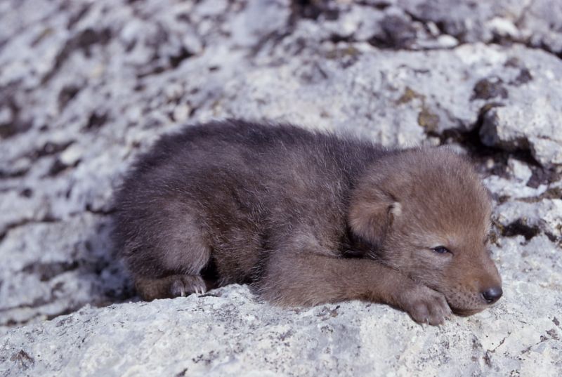 File:Baby Roomie 2.jpg