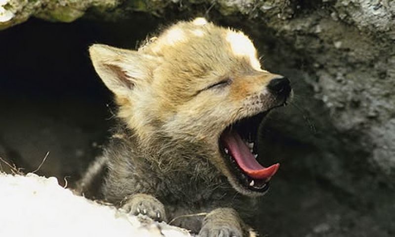 File:Baby Roomie 6.jpg