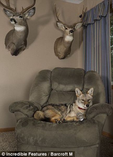 File:Roomie 3.jpg